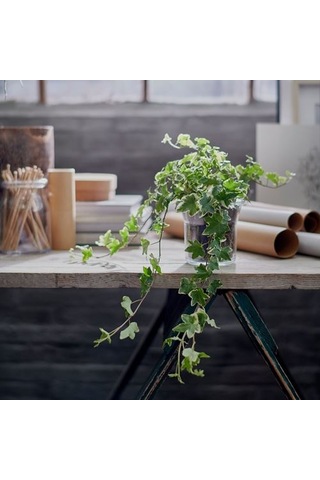 Ikea Hedera Helıx Canlı Bitki, Yeşil, 13 Cm, Sarmaşık