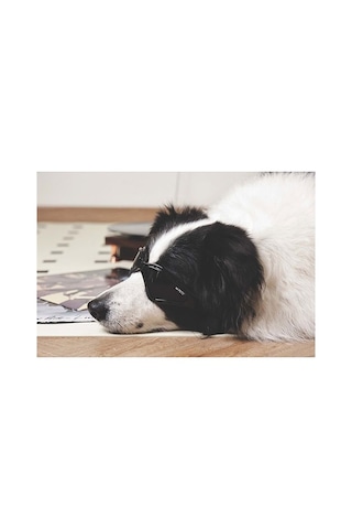 M-pets Sunny Trailblazer Köpek Gözlüğü Siyah 15,7x7,5 Cm 244-54042.01