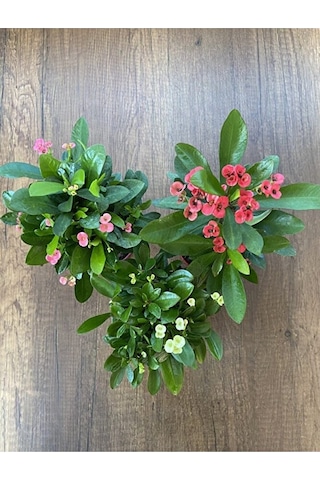 Thebestonline Euphorbia Milii - 3'lü Dikenler Tacı Set
