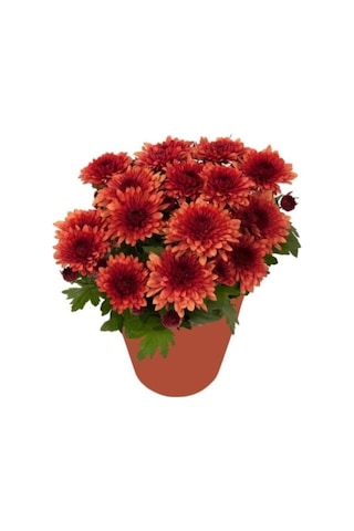 Kırmızı Kasımpatı Hüzün Çiçeği Krizantem 5-10 Cm