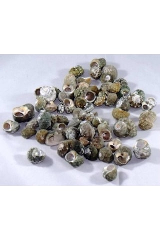 %100 NATUREL DOĞAL GERÇEK DENİZ KABUĞU 500 Gram -MMM4760