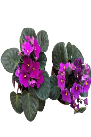 2 Adet İthal Menekşe Bordo Renk