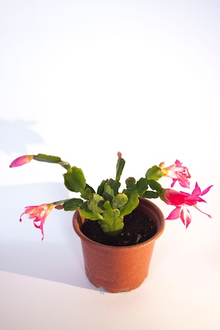 Schlumbergera Pembe Çiçek Açan Yılbaşı Çiçeği Sukulent Bitki 8 Cm Orta Boy Saksı