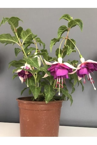 Küpeli Çiçeği Fidesi Mor Beyaz 10-20 Cm