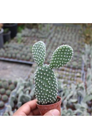 Tavşan Kaktüs/beyaz Dikenli . 5.5 Cm Saksıda