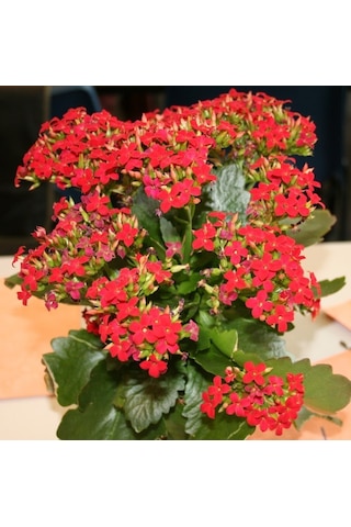 Kırmızı Kalanşo Çiçeği 3 Adet