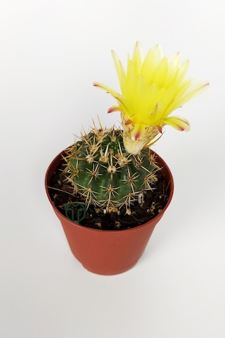 Notocactus Summammulasus Nadide Özel Tür Kaktüs Nadir Kaktüs 5.5
