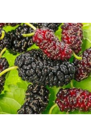 Siyah Dut Avusturalya Cins 60-100 Cm 1-2 Yaş Arası