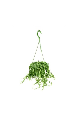 Tespih Çiçeği Makrome Saksılı 20-30cm Salon Bitkisi