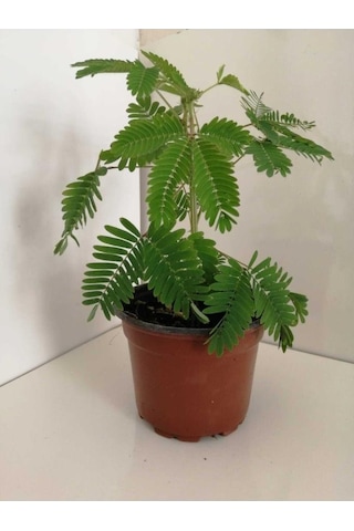 Küstüm Çiçeği Fidanı 10-20 Cm