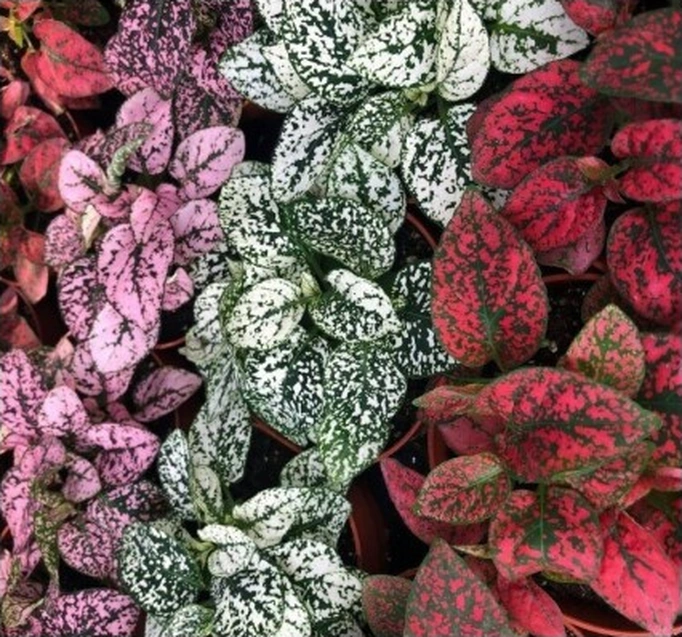 Fittonia Hostes Çiçeği Çilli Yaprak Güzeli Yeşil Mor Benek 10-20 Cm