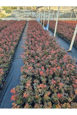 Acer Palmatum Atropurpureum Kırmızı Yakraklı Japon Akçaağaç 1.5 L