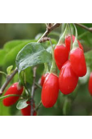 15 Adet Tohum Goji Berry Tohumu Kurt Üzümü Tohumu Goji Berry Saksı Toprak Sürpriz Heidyeli