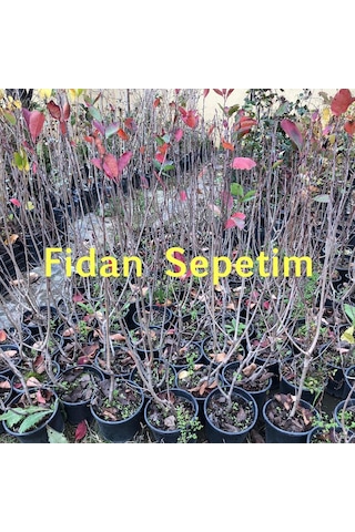 4 Yaş Viking Aronia Berry Fidanı N11.392