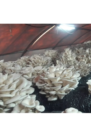 5 Kg İstiridye Mantarı Tohumu Ekim Poşeti, Kireç, Alçı, Buğday Kepeği-full Paket 1 adet