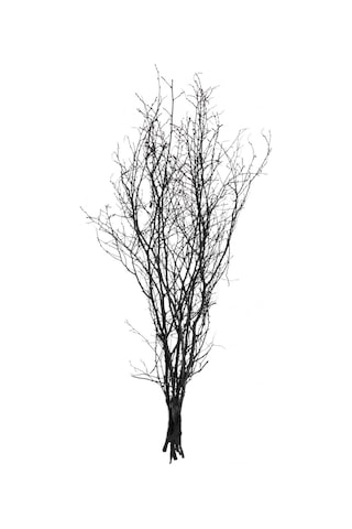 Kuru Bitki Siyah Gürgen Dalı 60 - 80 Cm