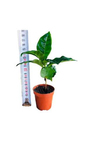 Kahve Fidanı Kahve Fidesi Kahve Ağacı Coffea Arabica Kahve Fidanı Kahve Fidesi Kahve Ağacı Coffea Arabica