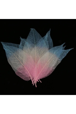 Suntek 50 Parça Doğal Manolya İskelet Yaprak Yaprak