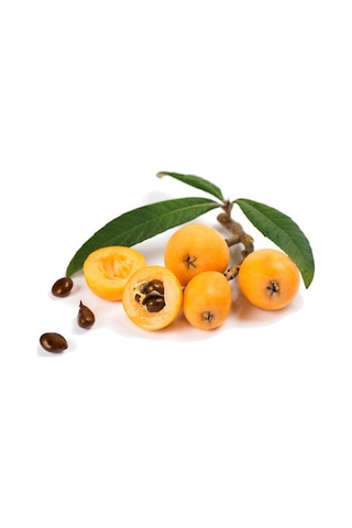 Malta Eriği - Yeni Dünya Fidanı 5 Adet Eriobotrya Japonica