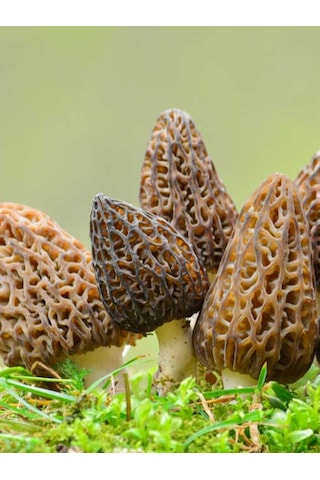 Kuzu Göbeği Mantarı Sıvı Miseli Mantar Miseli Tohumu 30cc