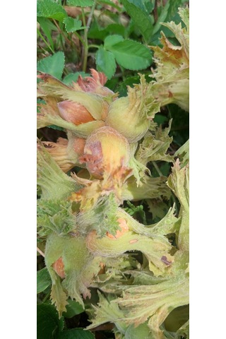 Fındık Fidanı Giresun Yaglısı