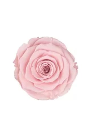 Rose Amor PİNK - 04 PEMBE şoklanmış solmaz gül XL 1 KUTU (6 ADET