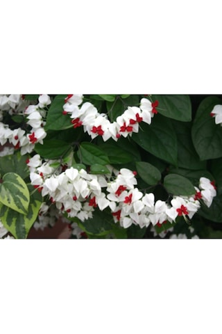 Serada Decor Plant Beyaz Kızılay Çiçeği Fidanı 40 Cm