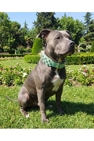 Deri Köpek Koruma Tasması Yeşil