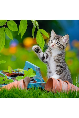 Ravensburger Puzzle 3x49 Parça Tiger Babies 80465