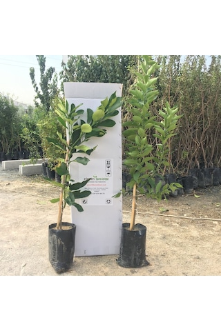 Tüplü Yediveren Limon şadok Ağaç Kavunu 1-2 Yaş 90-110cm
