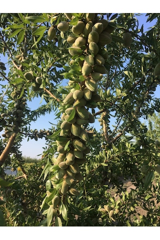 Feragnes Badem Fidanı 3 Yaşlı 120-150cm Yarıbodur Anaça Aşılı Feragnes Badem Fidanı 3 Yaşlı 120-150cm Yarıbodur Anaça Aşılı