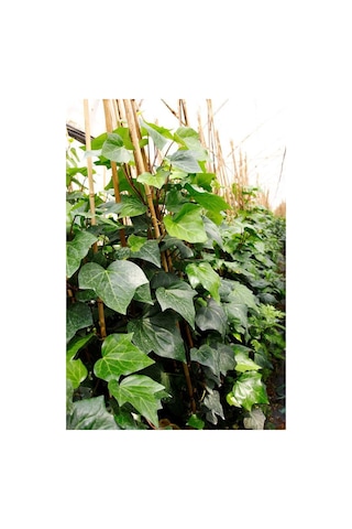 Hedera Orman Sarmaşığı 1.5 Metre
