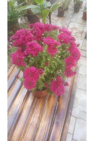 Kasımpatı Krizantem, Chrysanthemum Çiçeği Pembe 10-20 Cm
