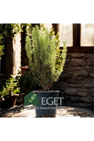 Saksıda Organik Biberiye Rosmarinus Officinalis