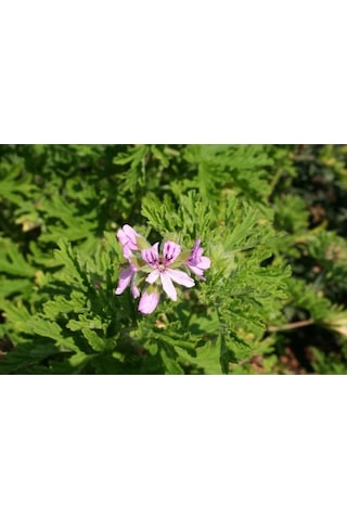 Itır Bitkisi Saksıda 2 Adet Pelargonium Graveolens