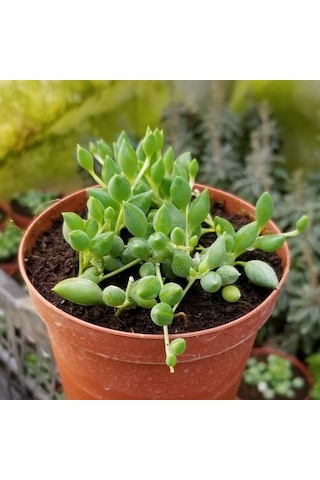 Söbe-boncuk Çiçeği Sukulent.senekio klenia Rowleyanus 8 Cm