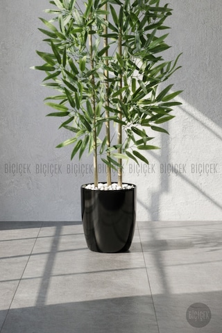 Biçiçek 110 Cm Bambu Ağacı Siyah Yakut Saksıda