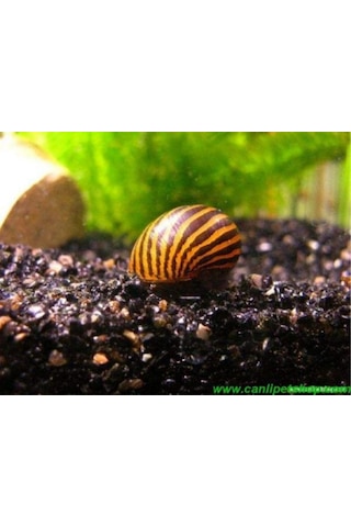 Nerite Salyangoz Zebra 1 Adet iri Boy