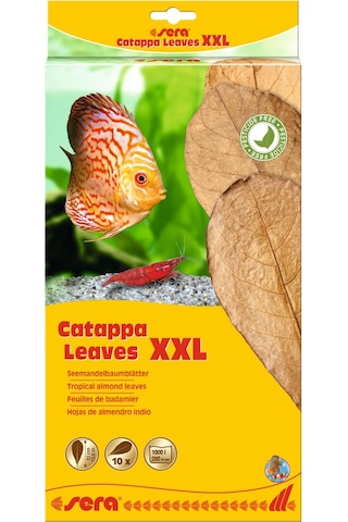 Sera Catappa Yaprağı Xxl 32  Cm