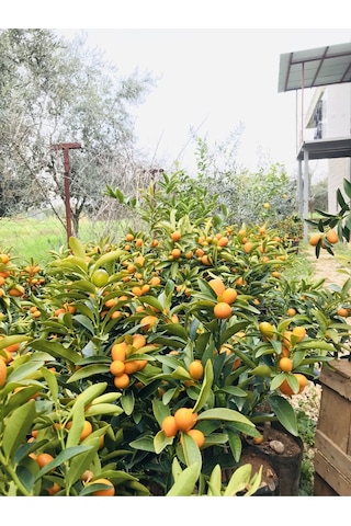 Saksılı Bodur Kumkat ( Kamkat ) Fidanı
