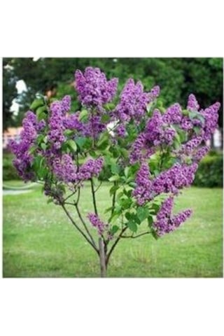 Dural Çiçekçilik Leylak Fidanı Syringa Chinensis 40-50 Cm Büyük Ağaç