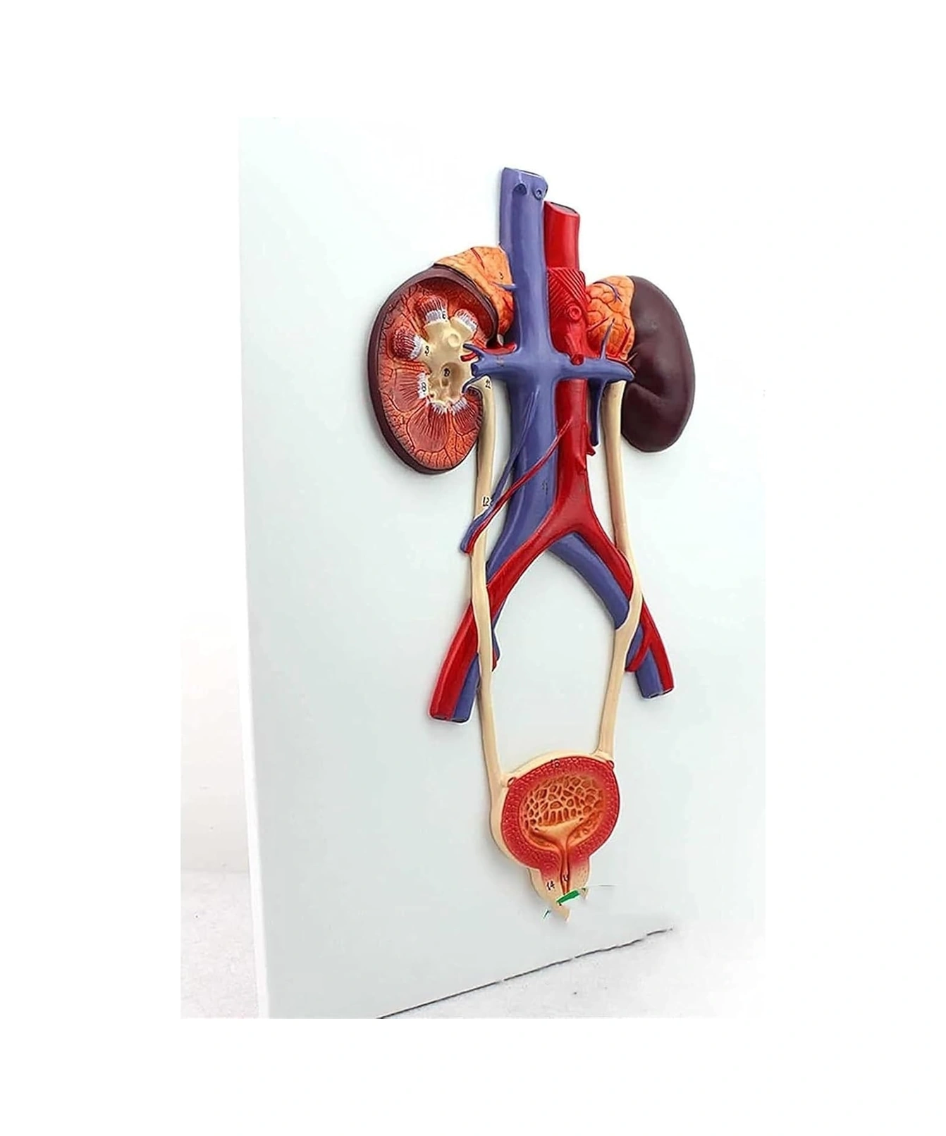 Üriner Sistem Modeli Üreteral Üretra Modeli Böbrek Anatomisi Modeli Eğitim İçin