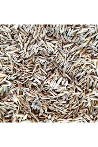 Eşref Şekerli ReyGRas Otu Tohumu 5 KG