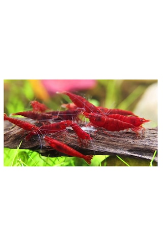 Bloodymary Karides 5 Adet 1-1,5cm Red
