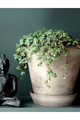 Sarkıcı Pilea Glauca 2 Adet - Dostluk Çiçeği Askılı Saksıda