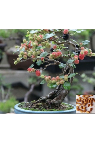 Kara Dut Bonzai Ağacı Tohumu 5 Adet Bonsai Ağacı Tohumu