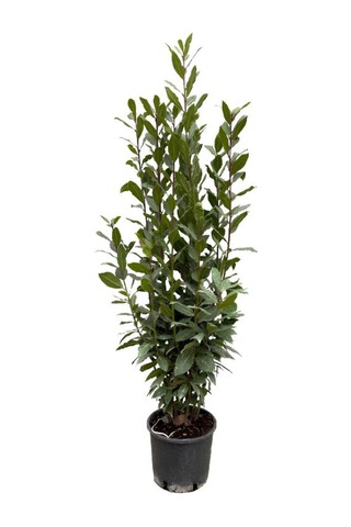 Laurus Nobilis -defne Çalısı Fidanı 1 Adet Saksılı 30-60cm