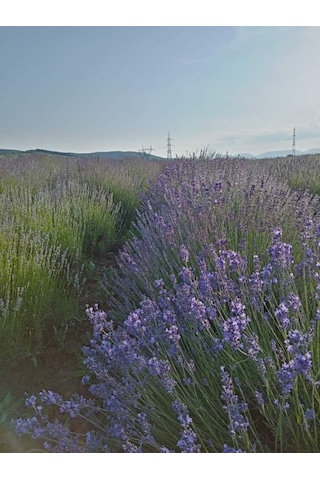 Ada Tarım 75 Adet İntermedia Acık Kök Lavanta Fidanı Fides