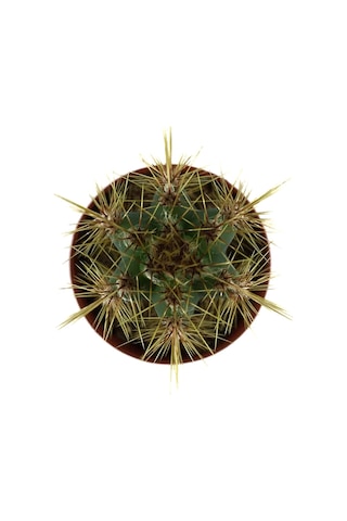 Pilosocereus Azureus (Kaktüs) Ø5,5 CM Y0-10 CM