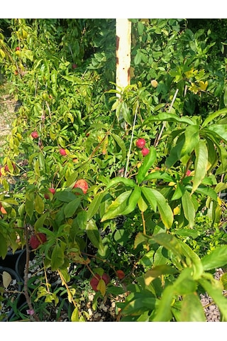 Yeşil Deniz Fidancılık Tüplü Bodur Nektar Fidanı 50-80 Cm